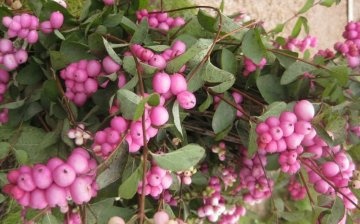 Snowberry ružičasta