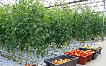 غرفة لزراعة الطماطم
