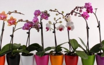 Features of orchid care