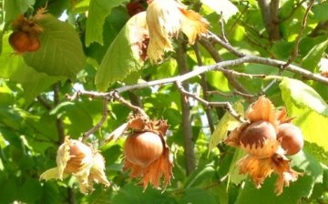 Péče o lískové ořechy