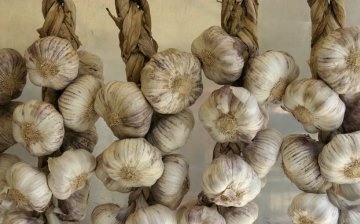 How to properly prepare garlic for storage