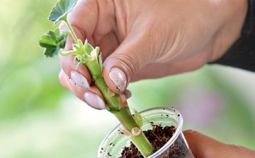 Pelargonium cuttings technology