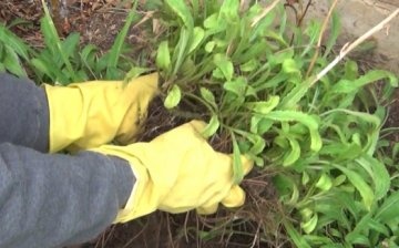 Planting garden chamomile