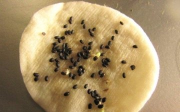 Germinating kiwi seeds at home