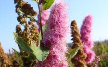 How to care for spirea