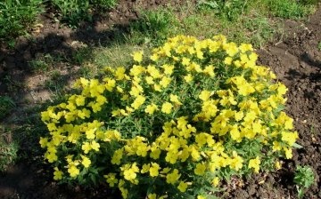 Features of planting evening primrose