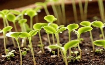 Crizanteme în creștere din semințe