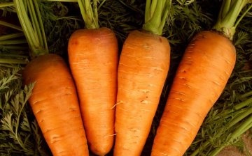 late-ripening carrot varieties