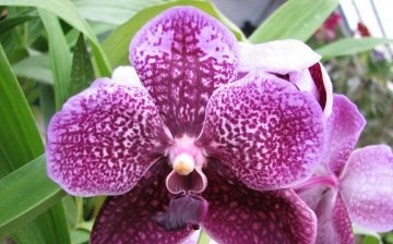 Orchidej wanda