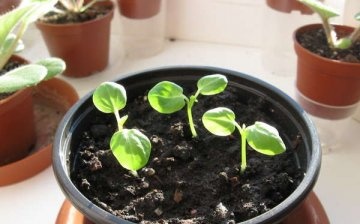 Growing a Chinese rose from seeds