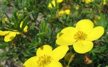 Growing and caring for Potentilla
