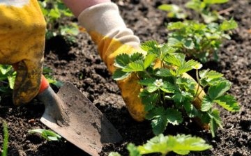 Planting dates for strawberries