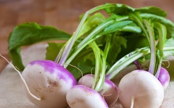 Forage turnip