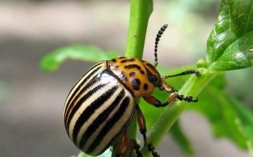 Folk remedies for fighting the Colorado potato beetle