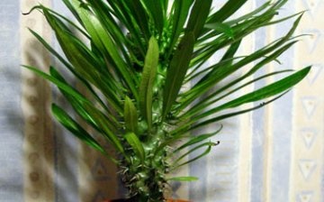 Basic rules for the care of the pachypodium
