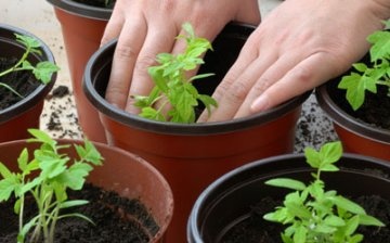 Uzgoj presadnica rajčice bez branja i uz branje