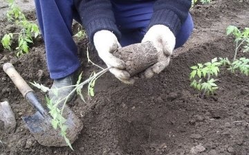 Planting tomato seedlings in open ground