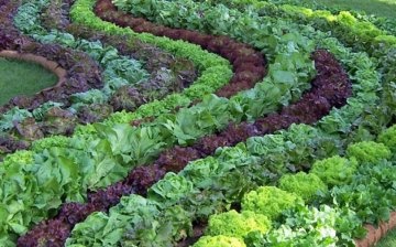 Saláta ültetése