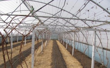 Planting grapes in greenhouse conditions