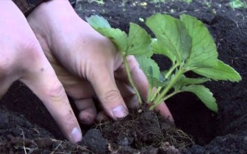Features of planting seedlings