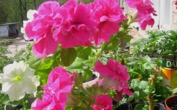 How to store petunia in the autumn-winter period