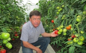 Jak se starat o rajčata ve skleníku