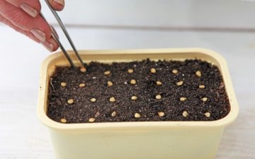زرع البذور في التربة