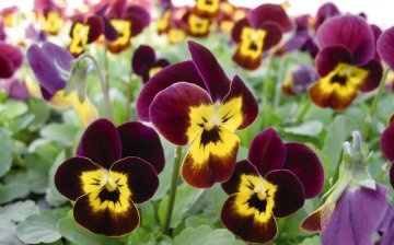 Types and varieties of horned violets