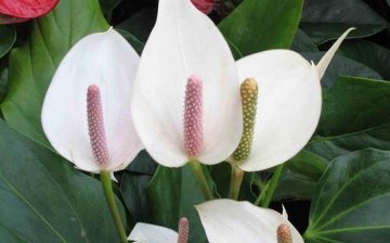 Top dressing of spathiphyllum