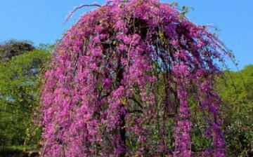 Types of cercis