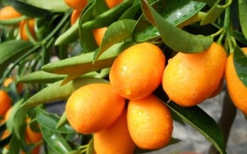 Sobne biljke citrusa