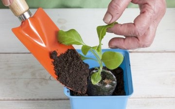 Seedling container