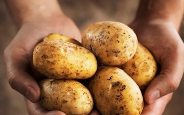 أفضل أنواع البطاطس: الأنواع والوصف