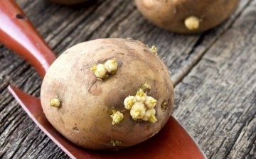 Načini sadnje krumpira