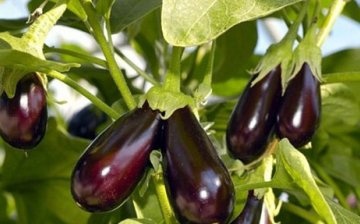 Features of eggplant cultivation