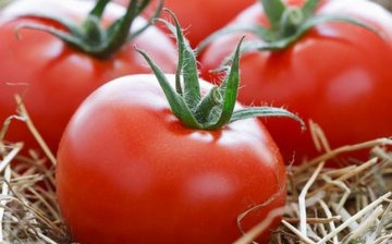 Early ripening tomato varieties: types and description