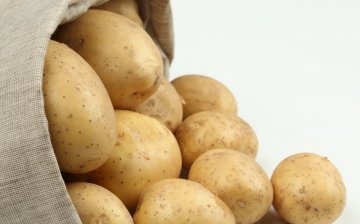 Early maturing potato varieties