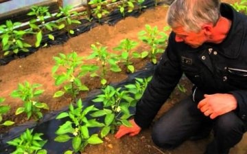 Alapvető szabályok a paprika üvegházban történő termesztésére