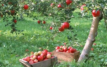 أفضل أنواع أشجار التفاح للحديقة ، وخصائصها