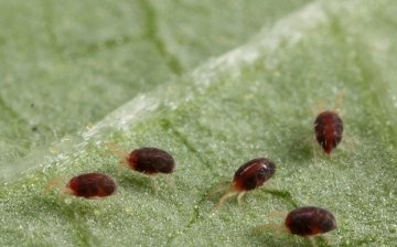 Diseases and pests, how to deal with them