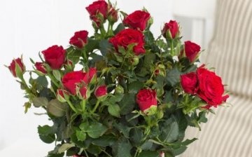 Popis pokojové růže