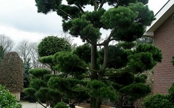 Pine decorative pruning