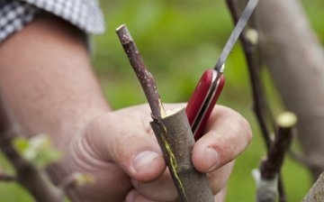 Breeding methods for pear trees