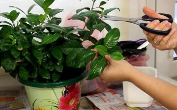 Reproduction and planting of indoor flower