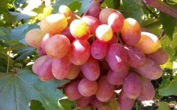 Advantages and weaknesses of the "Preobrazhenie" variety