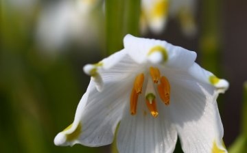 Reproducerea florii albe de primăvară