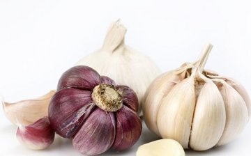 The best varieties of garlic for storage