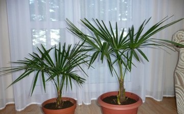 Features of caring for a room palm