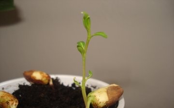 Kako uzgojiti drvo iz sjemena