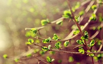 The growing season - what is it?